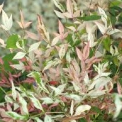 Nandina domestica 'Twilight' 