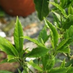 Aucuba japonica f. longifolia 'Salicifolia'