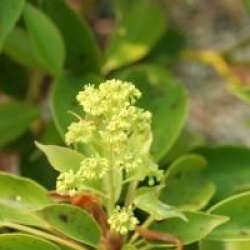 Trochodendron aralioides 