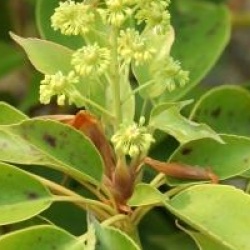 Trochodendron aralioides 