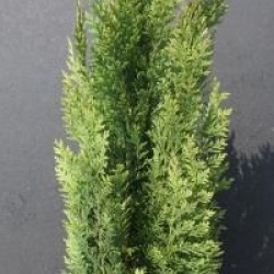 Chamaecyparis lawsoniana 'Pembury Blue'
