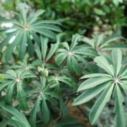 Schefflera impressa