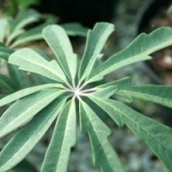 Schefflera impressa