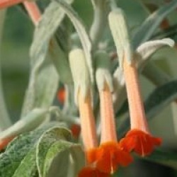 Buddleja longiflora