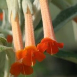 Buddleja longiflora