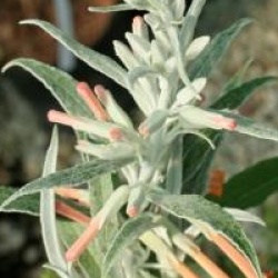 Buddleja longiflora