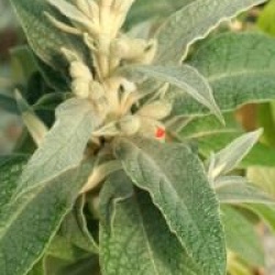 Buddleja speciosissima