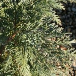 Chamaecyparis lawsoniana 'Pembury Blue'