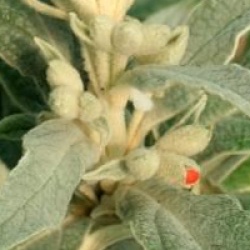 Buddleja speciosissima