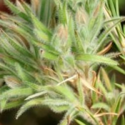 Callistemon pityoides