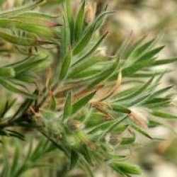Callistemon pityoides