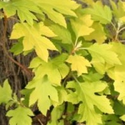 Hydrangea quercifolia Little Honey � 'Brihon'