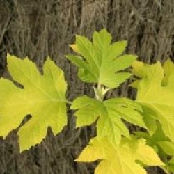 Hydrangea quercifolia Little Honey � 'Brihon'