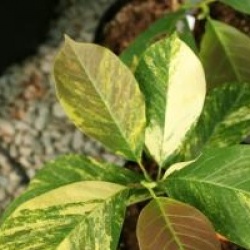 Magnolia denudata 'Variegata'