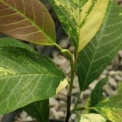Magnolia denudata 'Variegata'