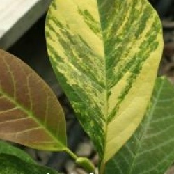 Magnolia denudata 'Variegata'