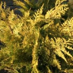 Chamaecyparis lawsoniana 'Stardust' - Chamaecyparis Stardust