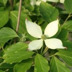 Cornus kousa 'Blue Shadow'