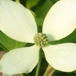 Cornus kousa 'Blue Shadow'