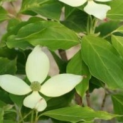 Cornus kousa 'Blue Shadow'