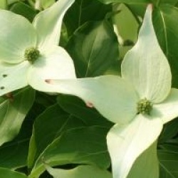 Cornus kousa 'Milky Way'