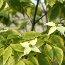 Cornus kousa 'Summer Gold'