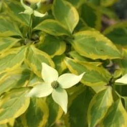 Cornus kousa 'Summer Gold'