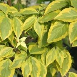 Cornus kousa 'Summer Gold'