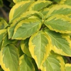 Cornus kousa 'Summer Gold'