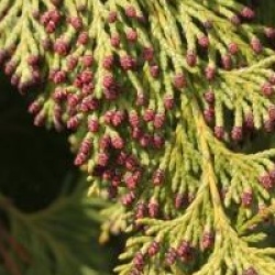 Chamaecyparis lawsoniana 'Stardust'