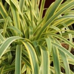 Agapanthus 'Golden Drop' - Agapanthus 'Golden Drop'
