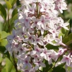 Syringa x chinensis 'Alba'