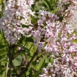 Syringa x chinensis 'Alba'