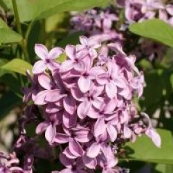 Syringa x chinensis 'Saugeana'