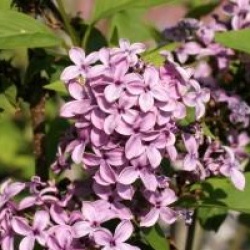 Syringa x chinensis 'Saugeana'