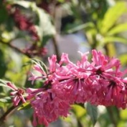 Syringa x prestoniae 'Miss Canada'