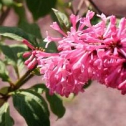 Syringa x prestoniae 'Miss Canada'