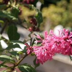 Syringa x prestoniae 'Miss Canada'