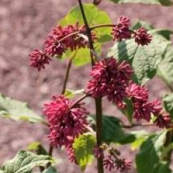Syringa x prestoniae 'Miss Canada'
