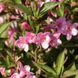 Weigela Pink Poppet � 'Plangen'
