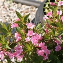 Weigela Pink Poppet � 'Plangen'