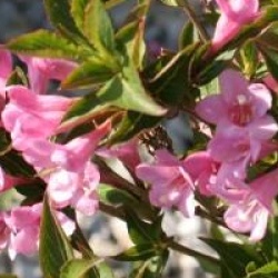 Weigela Pink Poppet � 'Plangen'