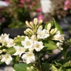 Weigela 'Milk And Honey'