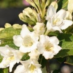 Weigelia Milk And Honey