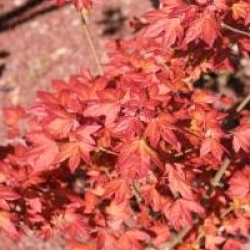 Acer x orientalia � 'Minorient'