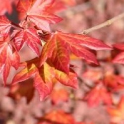 Acer x orientalia � 'Minorient'