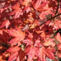 Acer x orientalia � 'Minorient'