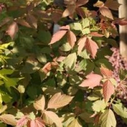 Acer negundo 'Sensation'