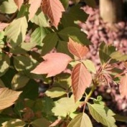 Acer negundo 'Sensation'