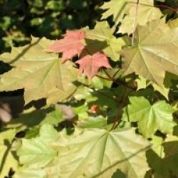 Acer platanoides - �rable plane 